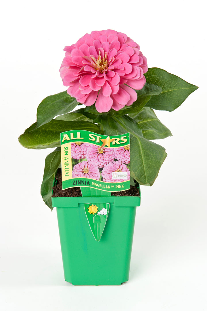 4" Fancy Annual - All Stars Begonia Bossa Nova/ BiG Series