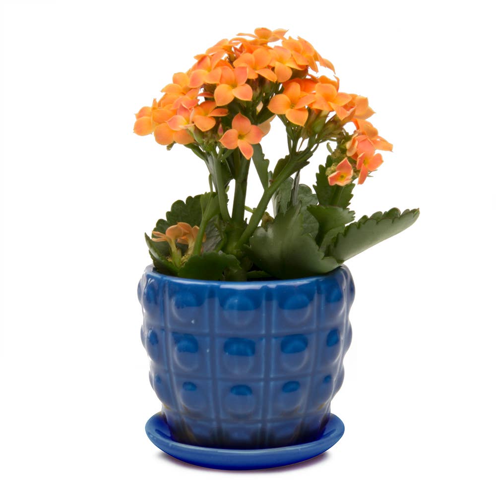 Convex Planter For Succulents And Cactus Pot With Saucer