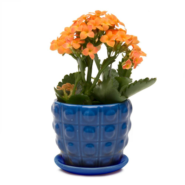 Convex Planter For Succulents And Cactus Pot With Saucer