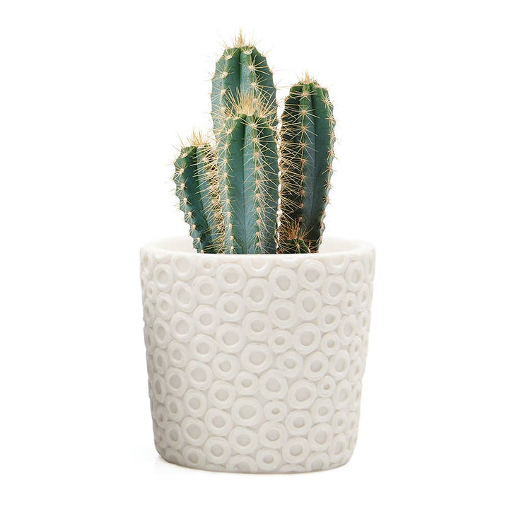 Stagma Planter For Succulents Indoor Planter 3 Inch