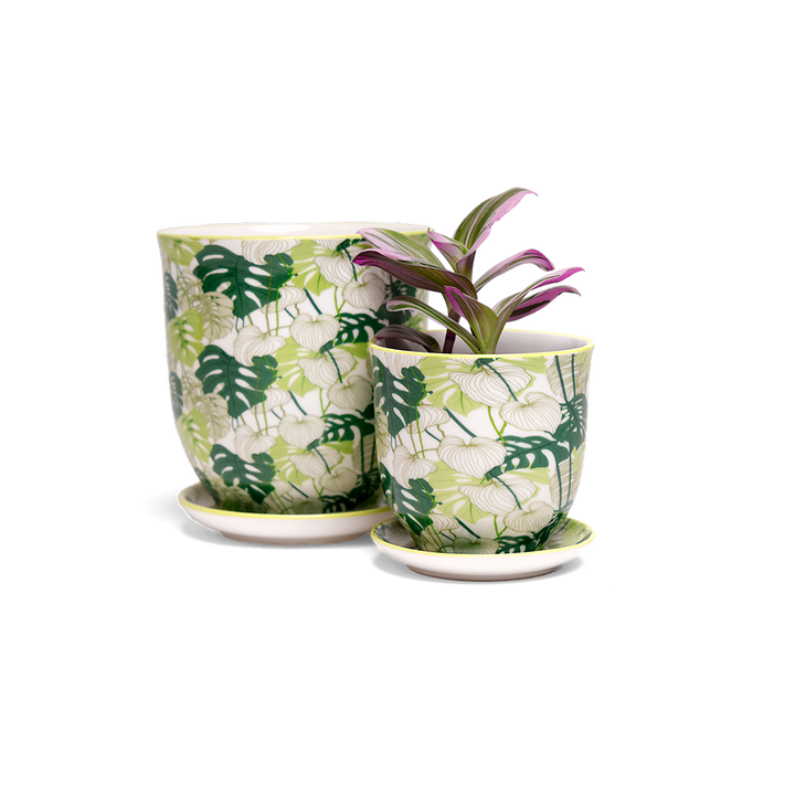 Liberte Indoor Porcelain Succulent Plant Pot 3 Inch Monstera