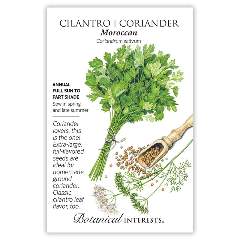 CILANTRO/CORRIANDER MOROCCAN