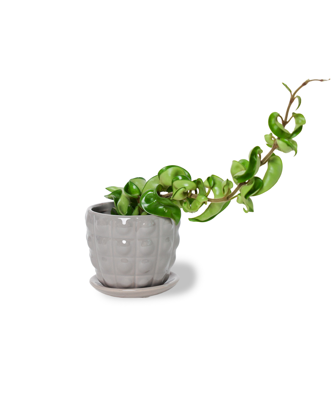 Convex Planter For Succulents And Cactus Pot With Saucer