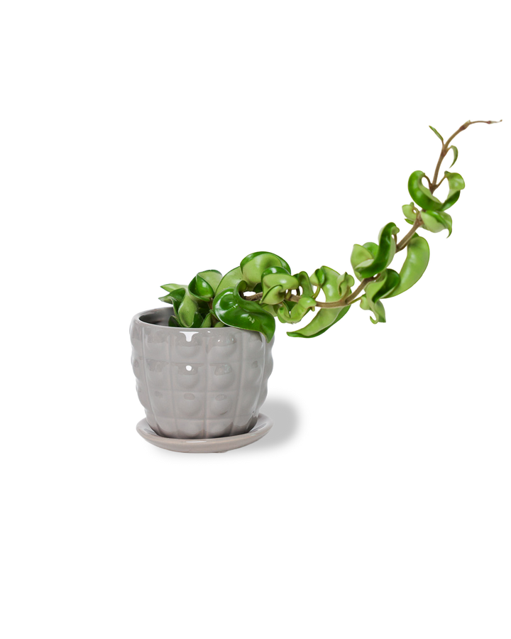 Convex Planter For Succulents And Cactus Pot With Saucer