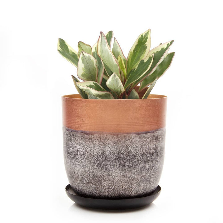 Joe Metal Flower Pots Plant Pot Decoration Bulk Kits