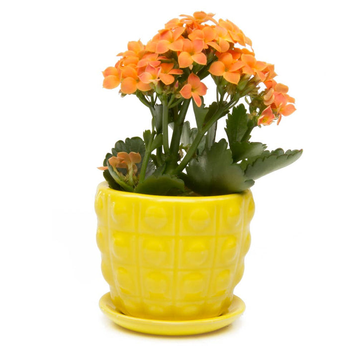 Convex Planter For Succulents And Cactus Pot With Saucer