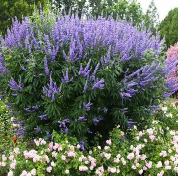 Vitex agnus- castus