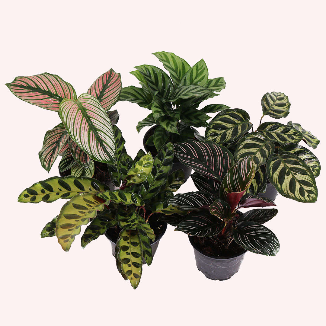 4" MARANTA / CALATHEA ASST.