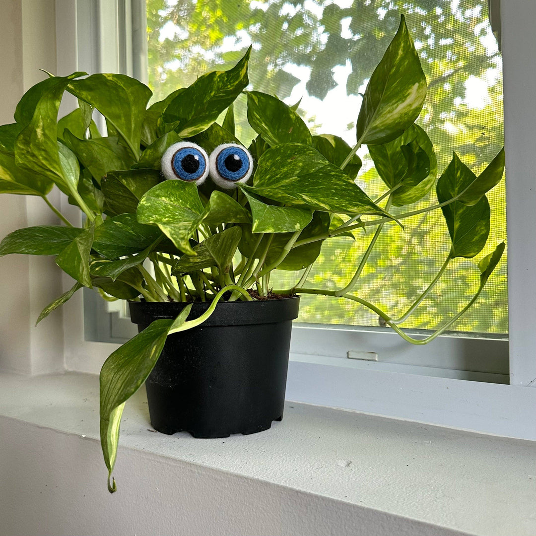 Felted Wool Plant Eyeballs