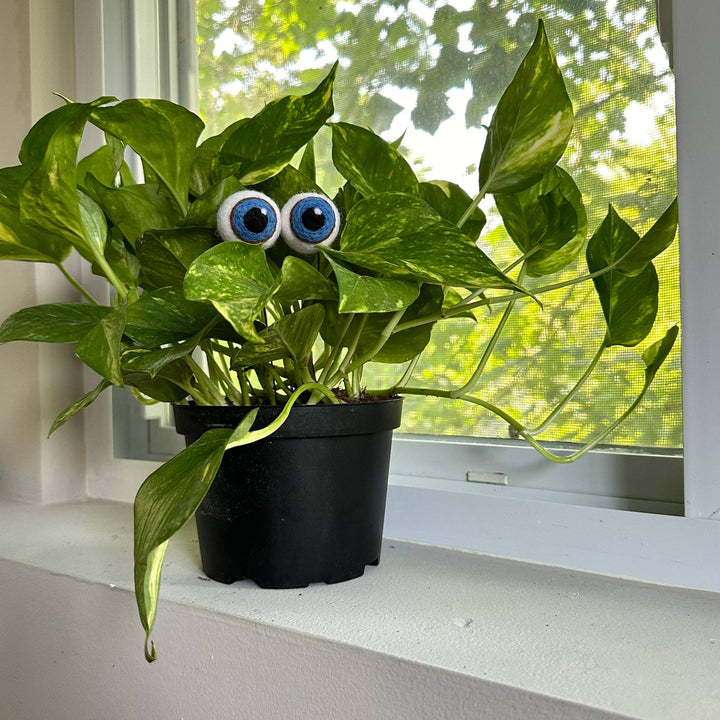 Felted Wool Plant Eyeballs