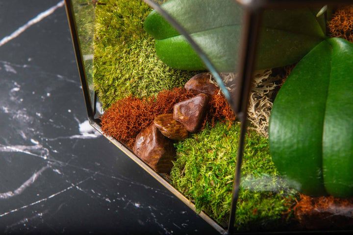 Solarium Glass Terrarium