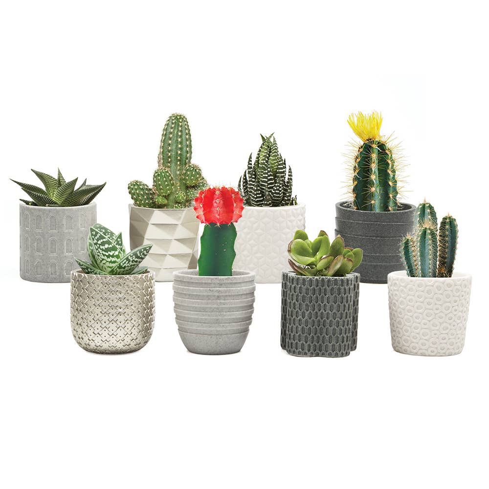 Stagma Planter For Succulents Indoor Planter 3 Inch
