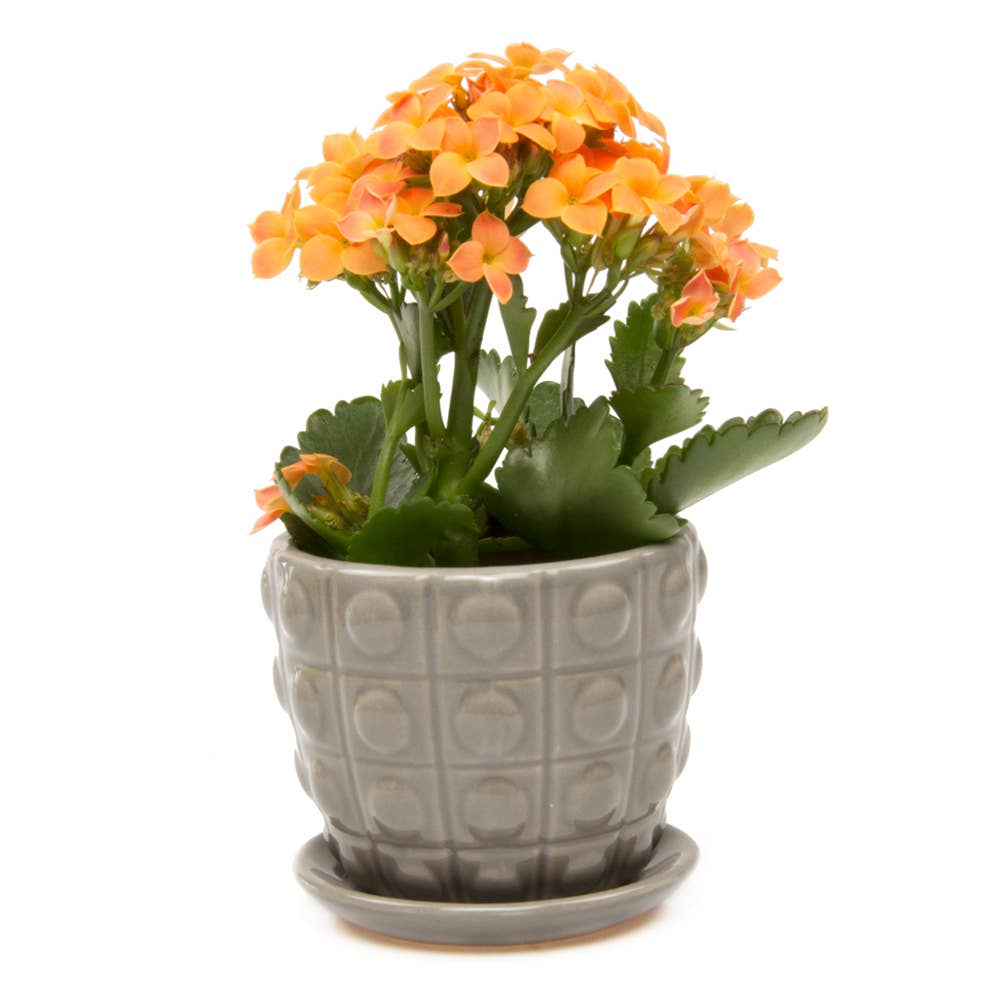 Convex Planter For Succulents And Cactus Pot With Saucer