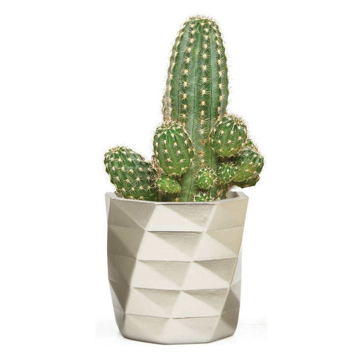 Stagma Planter For Succulents Indoor Planter 3 Inch