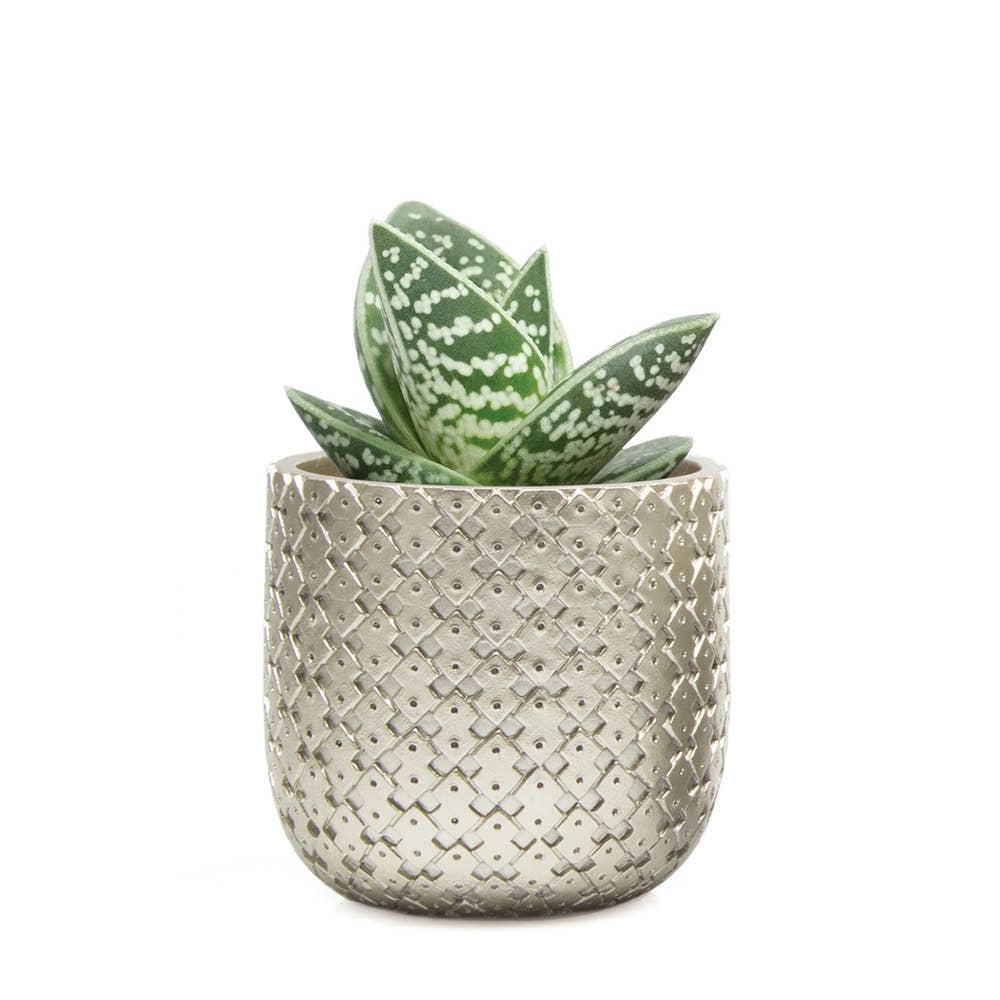 Stagma Planter For Succulents Indoor Planter 3 Inch