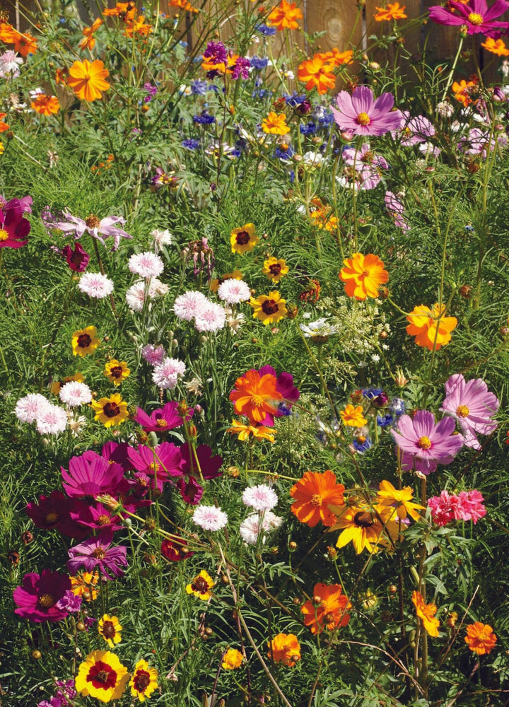 Bee Kind Help Pollinators Kraft Bee - Flower Mix Seed Packets