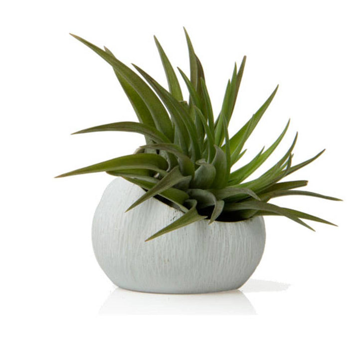 Terrarium Koski Air Plant Kit