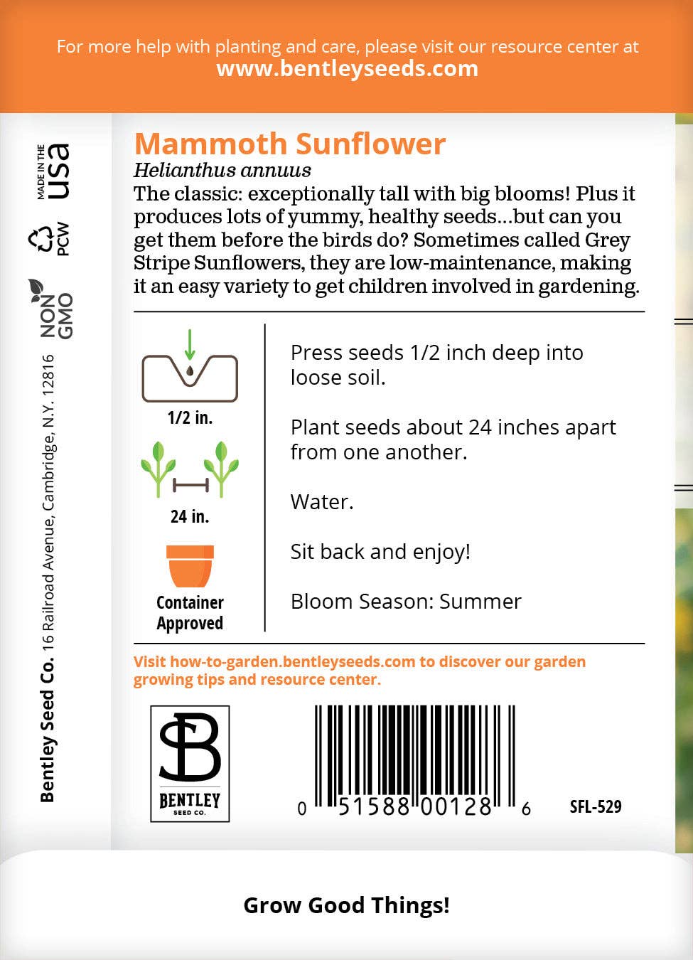 Sunflower, Mammoth Seed