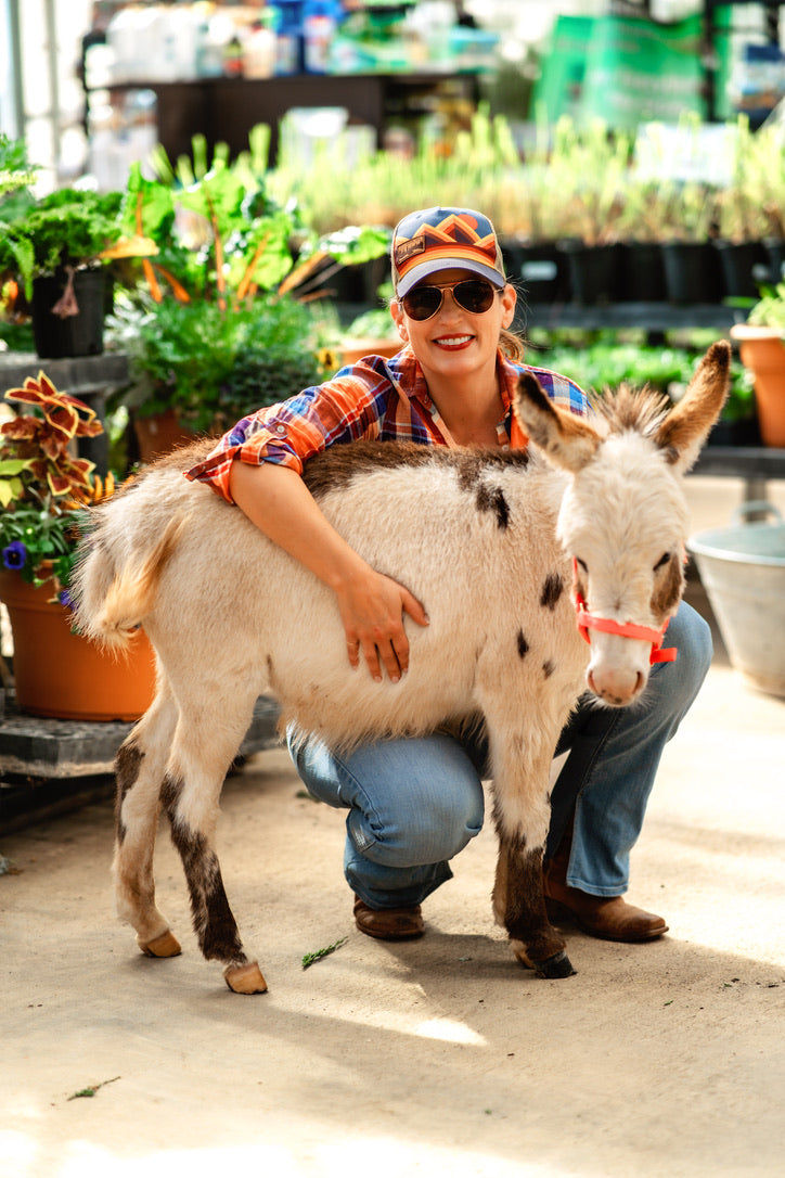 ロベ（Zz）2鉢 ロベ（Zz）2鉢 ロベ（Zz）2鉢 ロベ（Zz）2鉢 ロベ（Zz）2鉢 植物 | THE