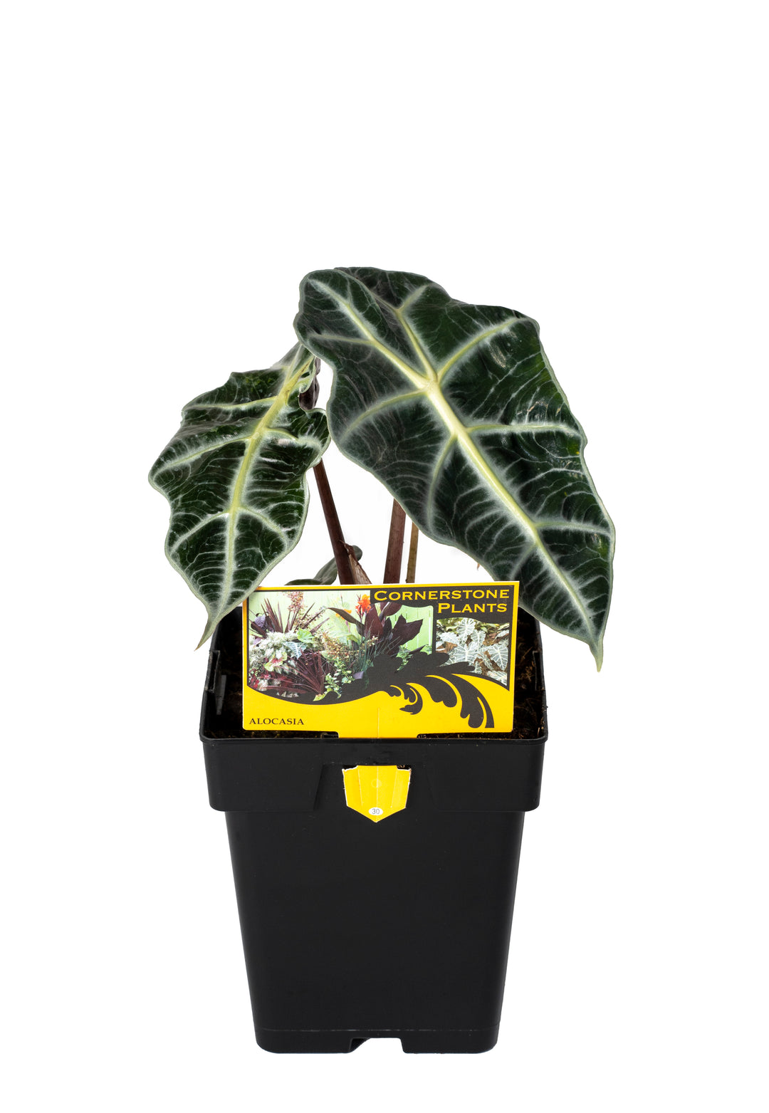 6” Cornerstone Foliage Alocasia portadora