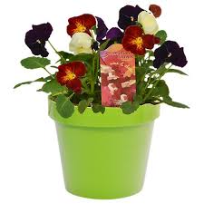 6" Pansy