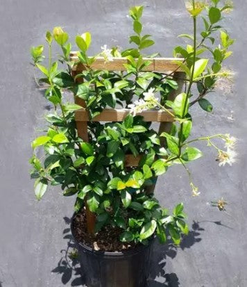 Jasmine with Trellis or HB