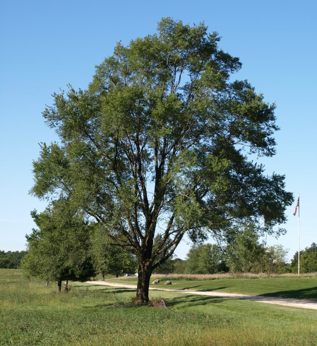 Lacebark Elm Little Red Nursery LLC Lacebark elm little red nursery llc