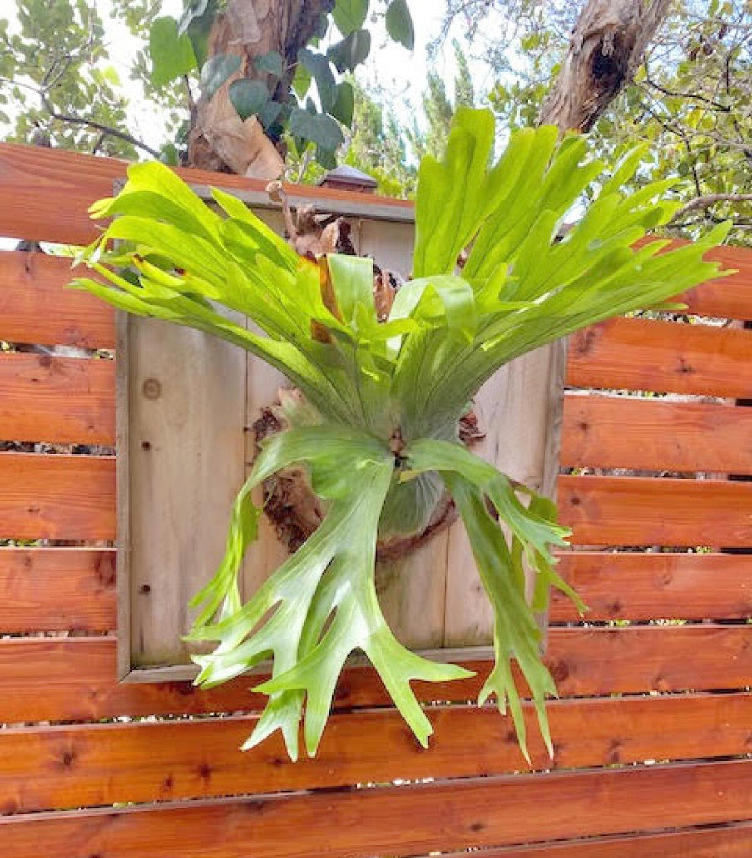 Staghorn Fern