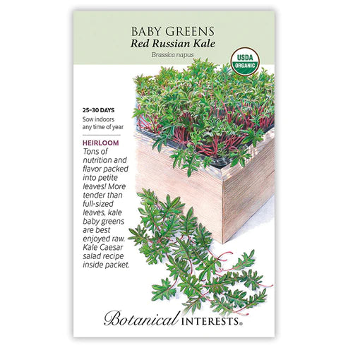 Baby Greens Red Russian Kale Org