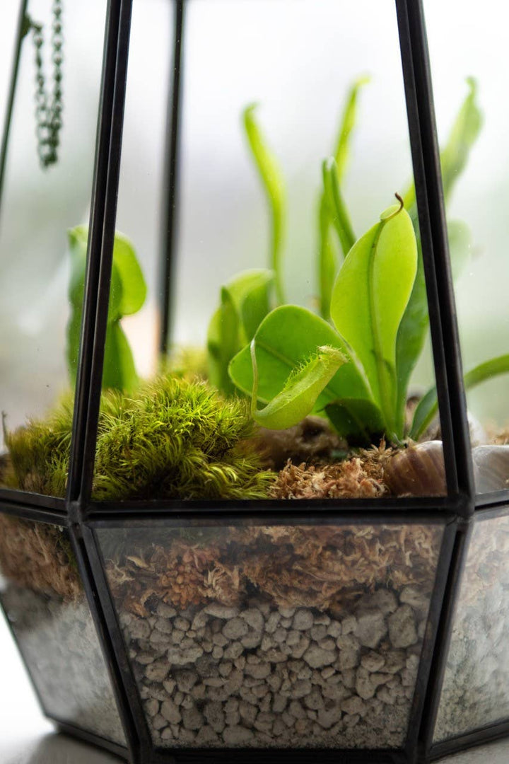 Glass Terrarium