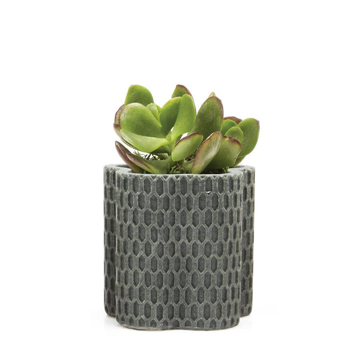 Stagma Planter For Succulents Indoor Planter 3 Inch