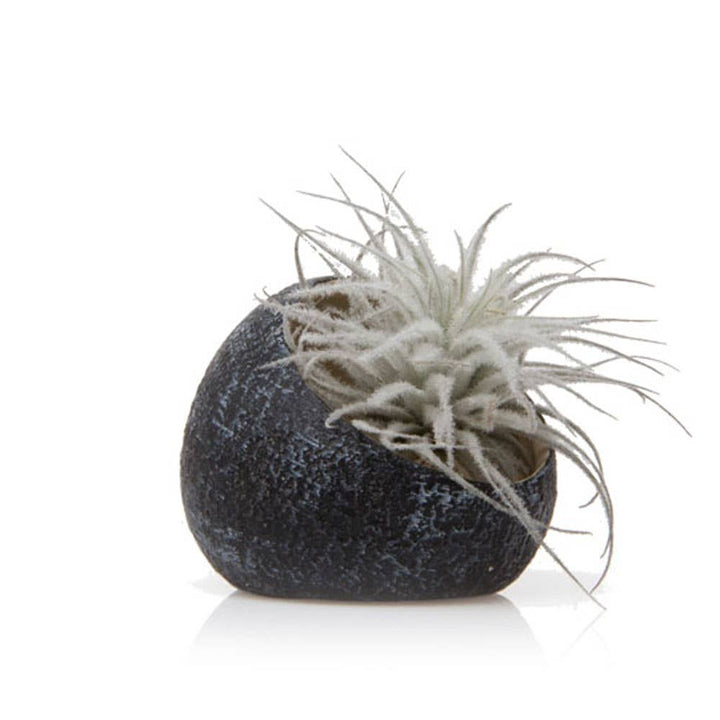 Terrarium Koski Air Plant Kit