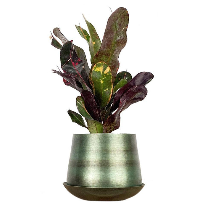 Joe Metal Flower Pots Plant Pot Decoration Bulk Kits