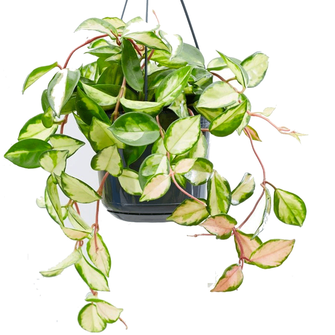 HOYA TRICOLOR