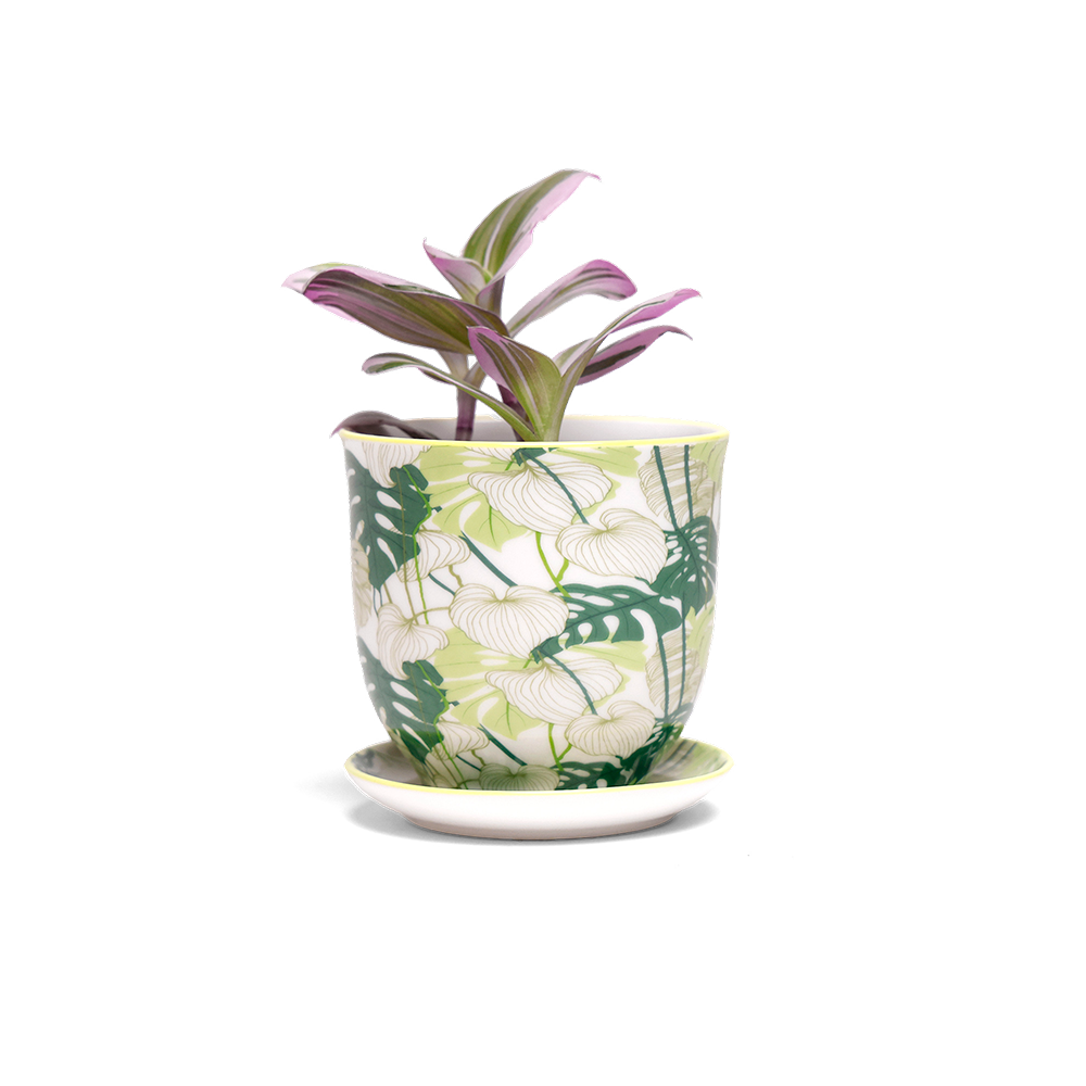 Liberte Indoor Porcelain Succulent Plant Pot 3 Inch Monstera