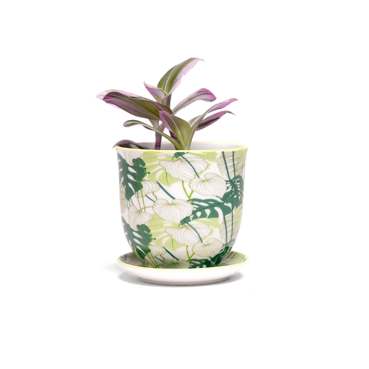 Liberte Indoor Porcelain Succulent Plant Pot 3 Inch Monstera