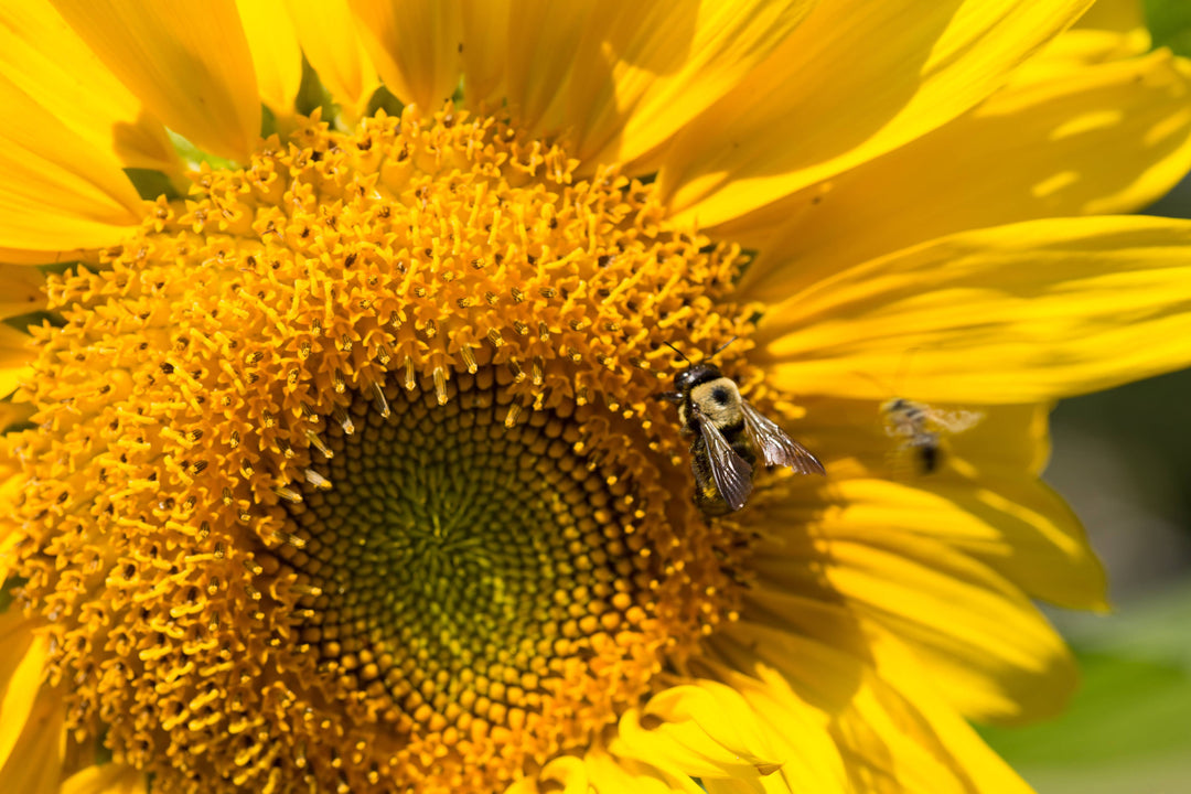 Sunflower, Mammoth Seed