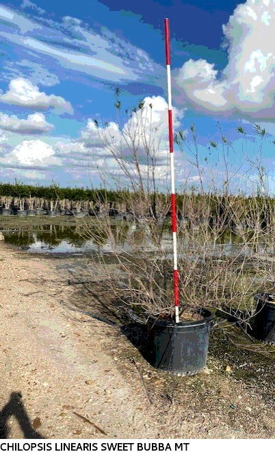 Sweet Bubba Desert Willow
