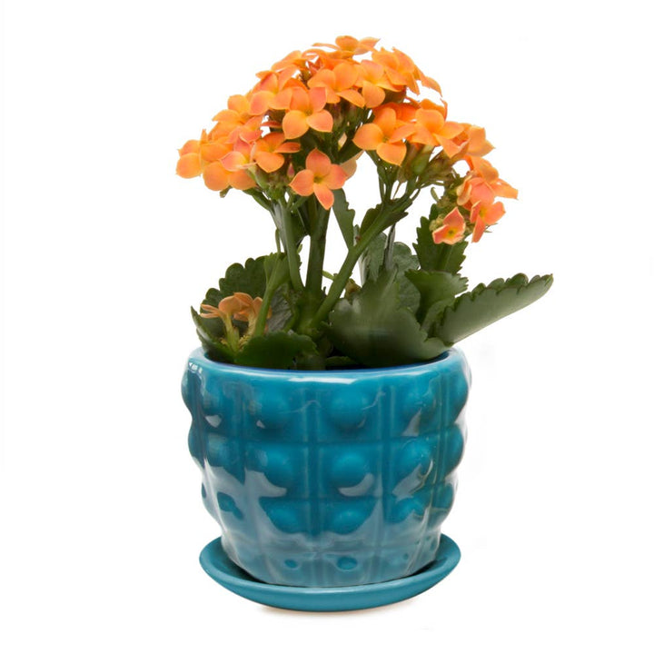 Convex Planter For Succulents And Cactus Pot With Saucer