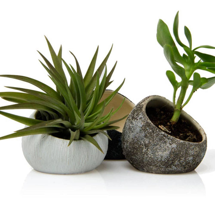 Terrarium Koski Air Plant Kit