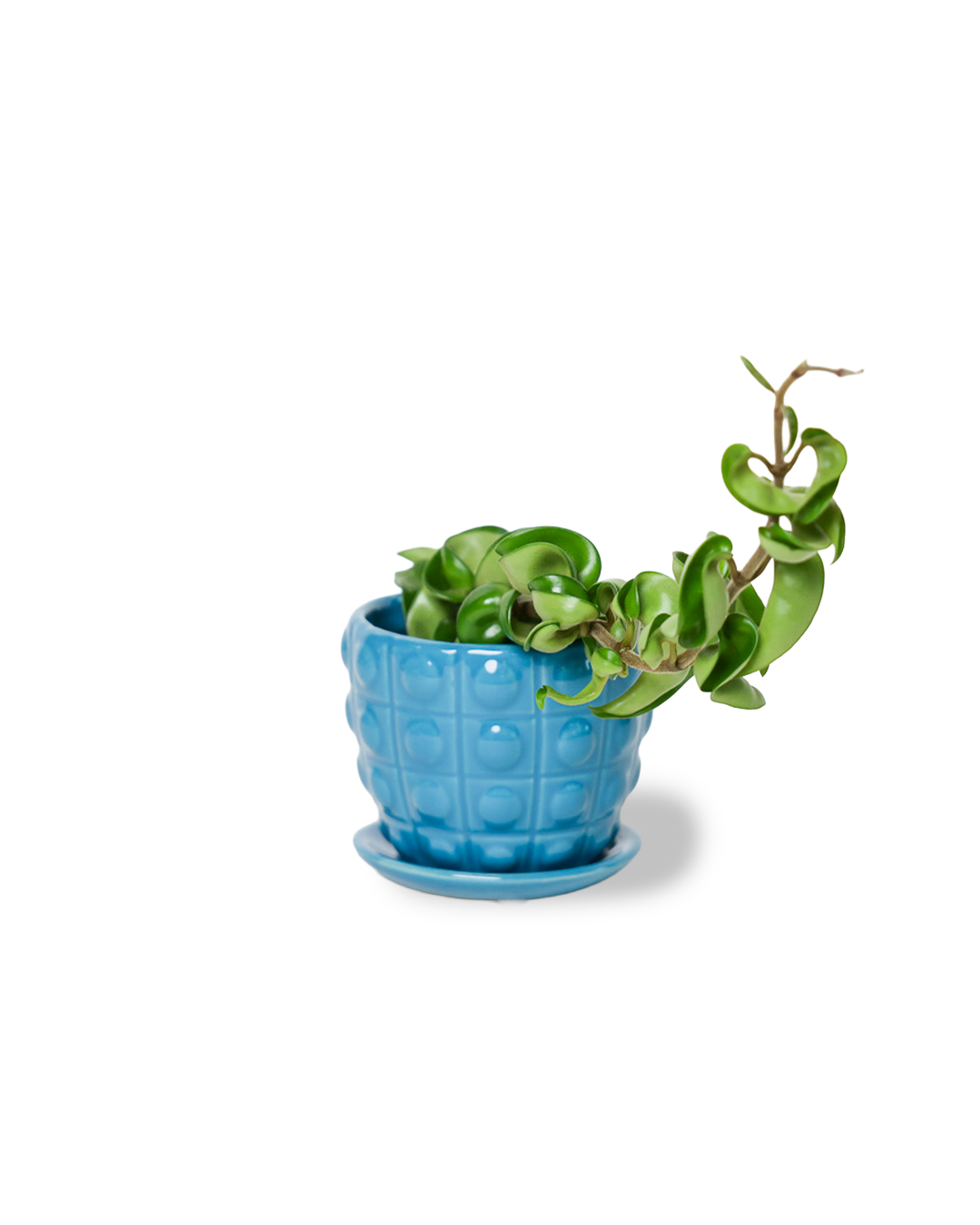 Convex Planter For Succulents And Cactus Pot With Saucer