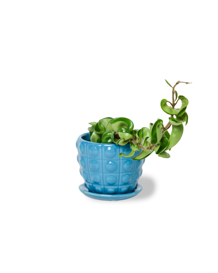 Convex Planter For Succulents And Cactus Pot With Saucer