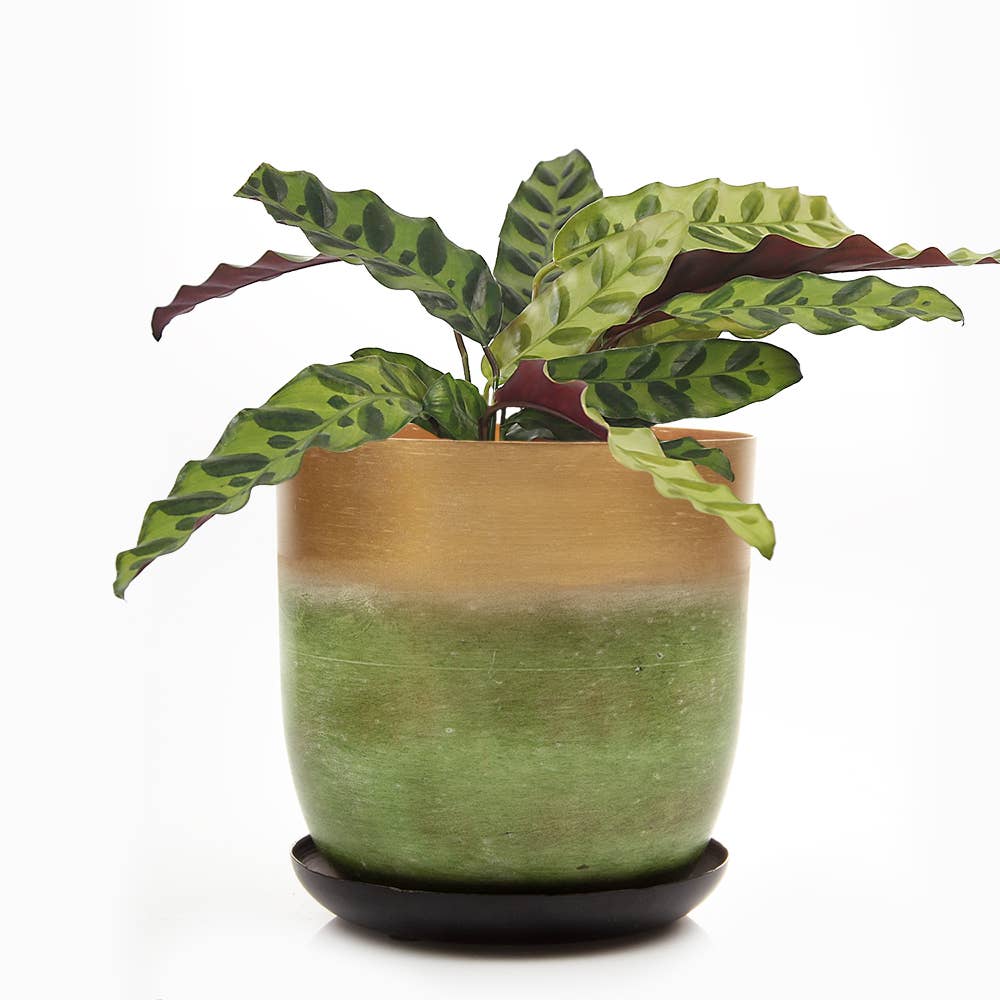 Joe Metal Flower Pots Plant Pot Decoration Bulk Kits