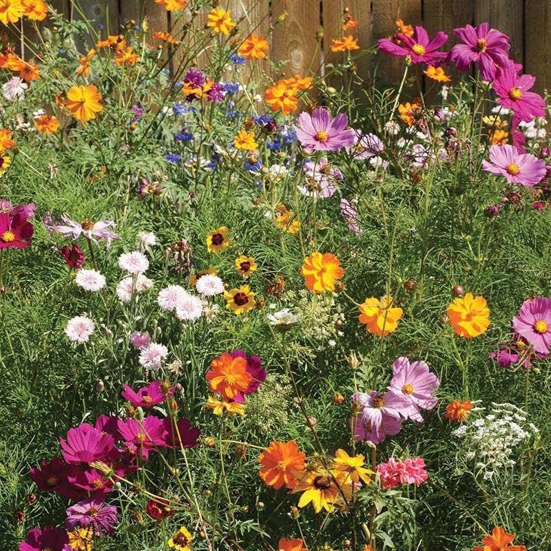Wildflower, Cut Flower Wildflower Mix Seed Packets
