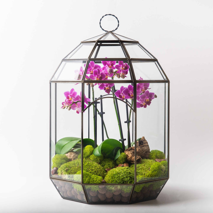 Solarium Glass Terrarium
