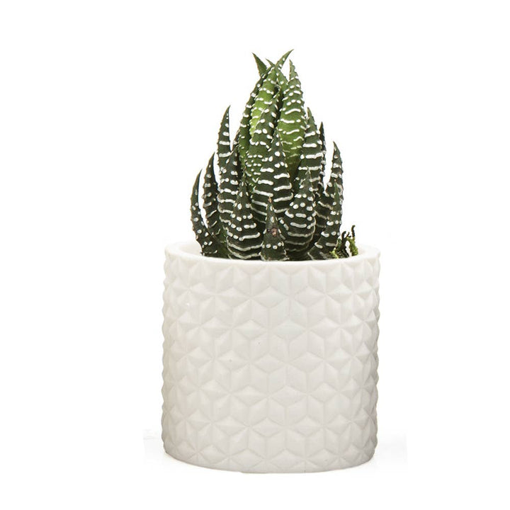 Stagma Planter For Succulents Indoor Planter 3 Inch