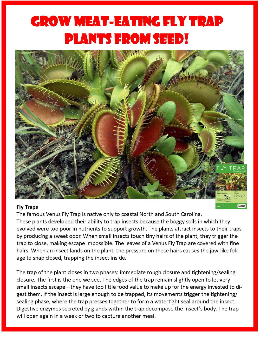 Flytraps Glass Terrarium Seed Kit