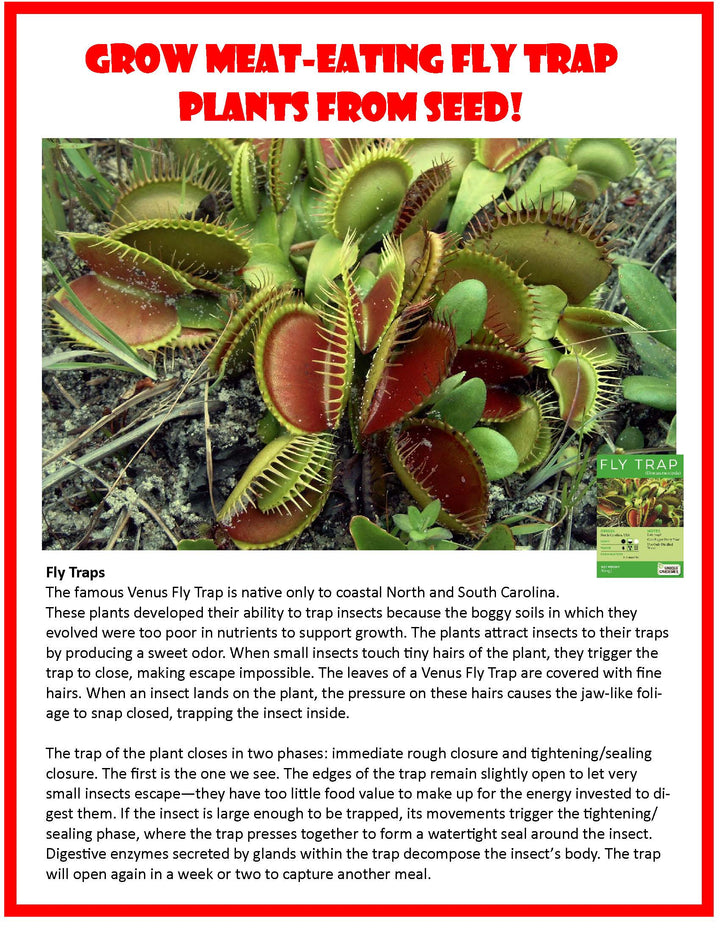Flytraps Glass Terrarium Seed Kit