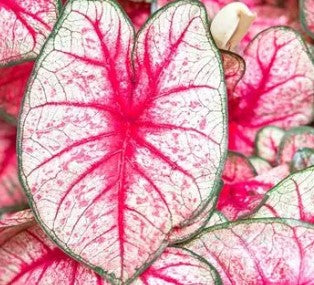 Caladium Bulbs