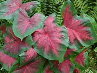 Caladium Bulbs